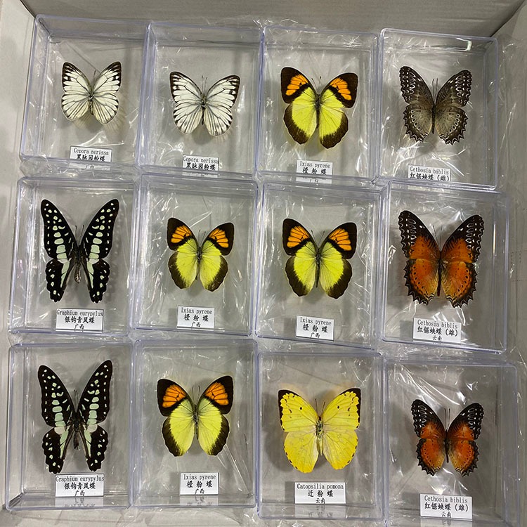 蝴蝶标本 昆虫标本 干制标本 标本馆博物馆科普展示 学校教学演示 道具礼品  可定做