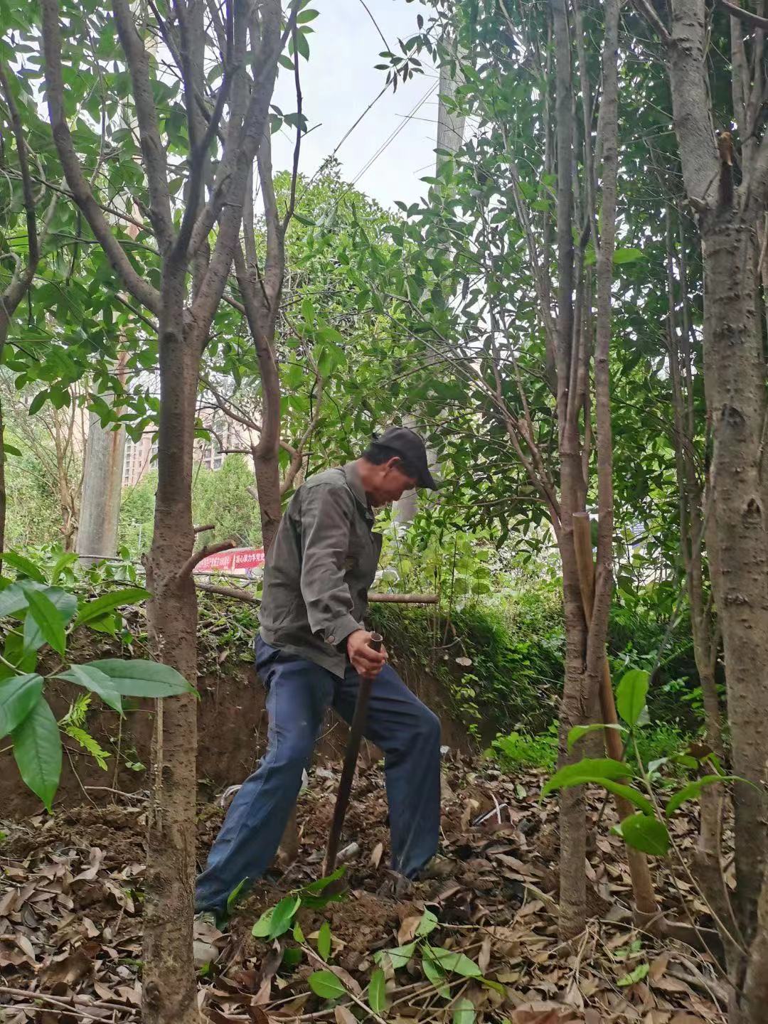 大量供应绿化苗木5-30厘米桂花树全国直销