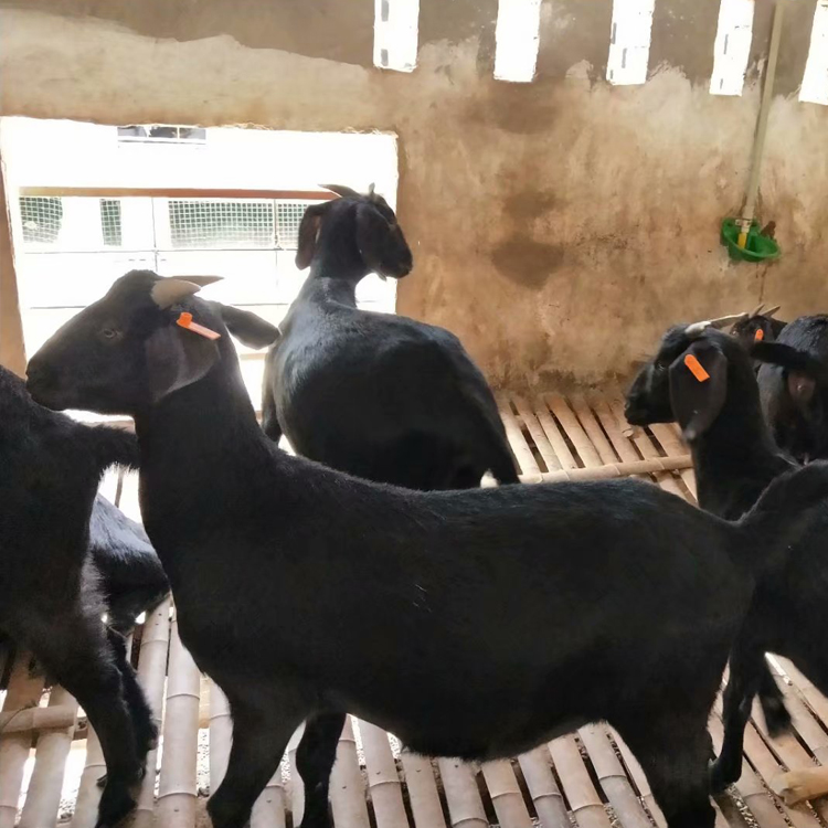 改良肉羊养殖场 黑山羊小羊苗 黑山羊母羊价格 现代 大量批发