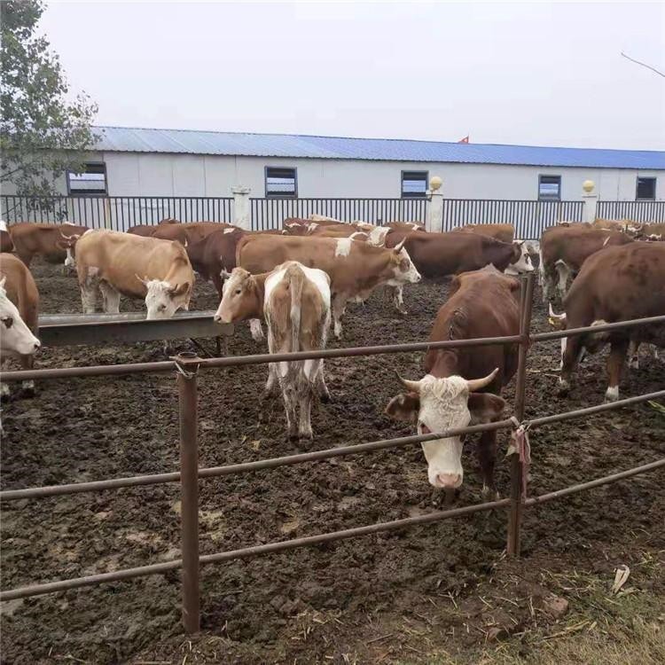 云南普洱养牛养殖基地 通凯牧业 送货上门出肉率高