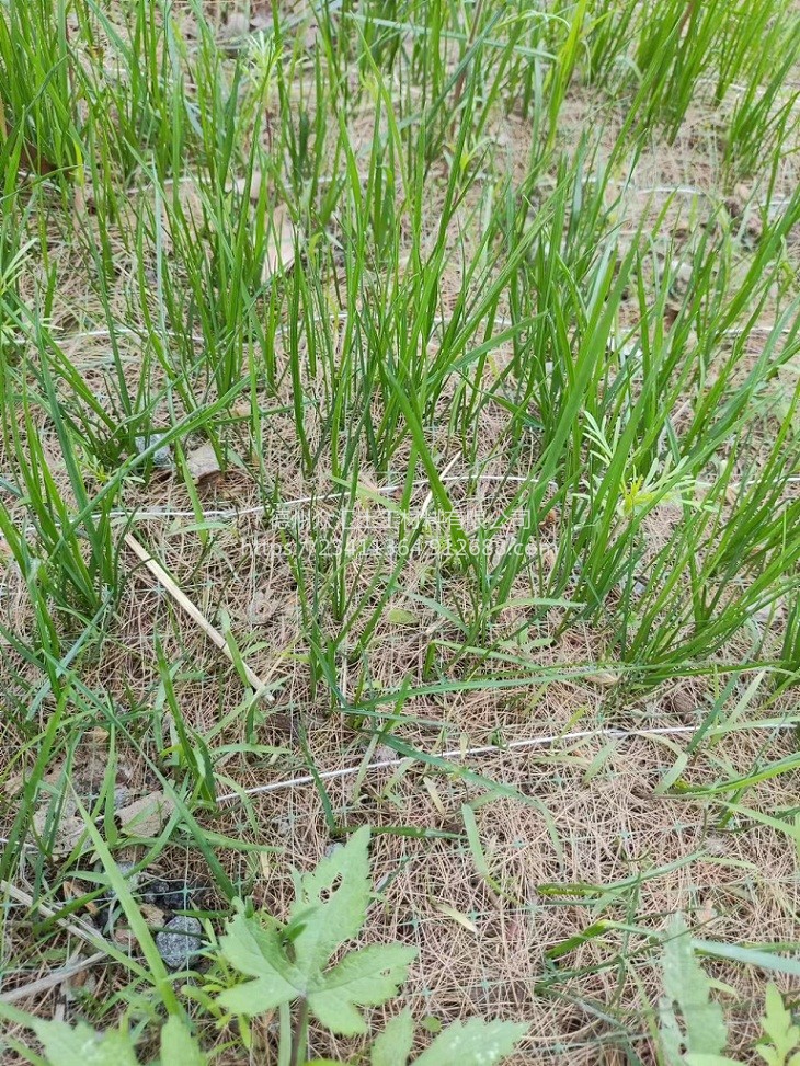 众汇防止水流冲刷秸秆草毯高边坡固土绿化