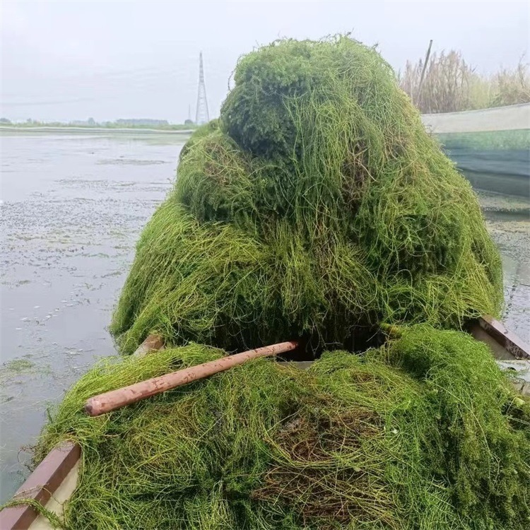 沉水植物伊乐藻批发 多年生伊乐藻种植厂家 湿地绿化