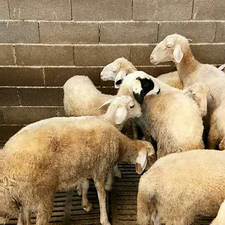 成年小尾寒羊种公羊 现代 头胎小尾寒羊孕羊 小尾寒羊种羊基地 批发零售