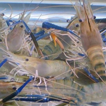 罗氏沼虾虾苗出售 批发 养殖  包技术 包回收  全国送货上门