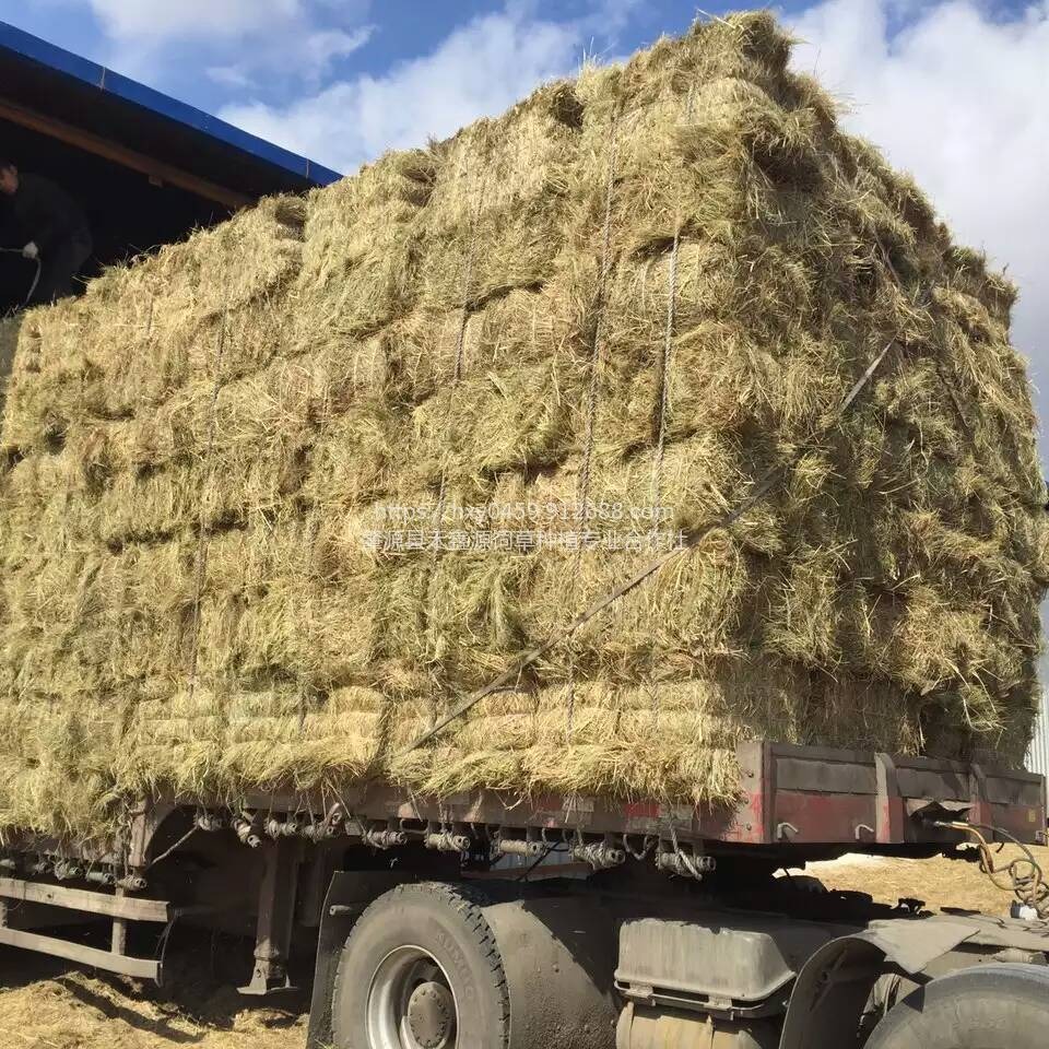 黑龙江2023年新东北羊草厂家生产的适合牛吃的牛场草，优质马场草小包