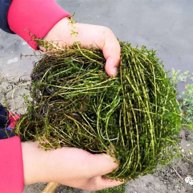 浮岛水生 多根系伊乐藻苗 易成活生长快 水体绿化沉水植物