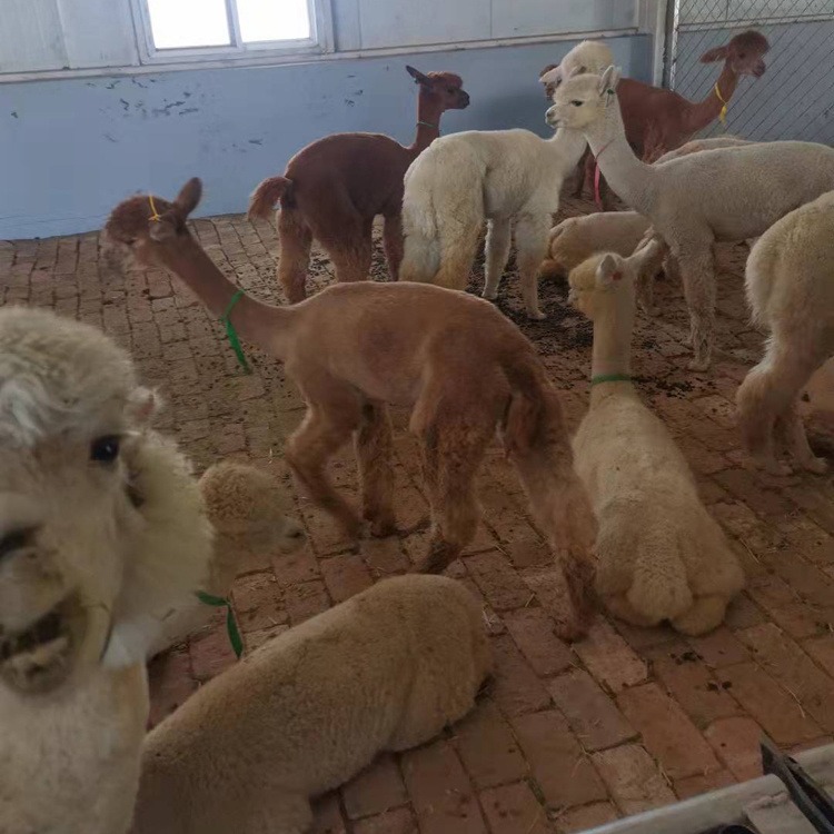 羊驼养殖场 羊驼厂家 养殖羊驼的地方