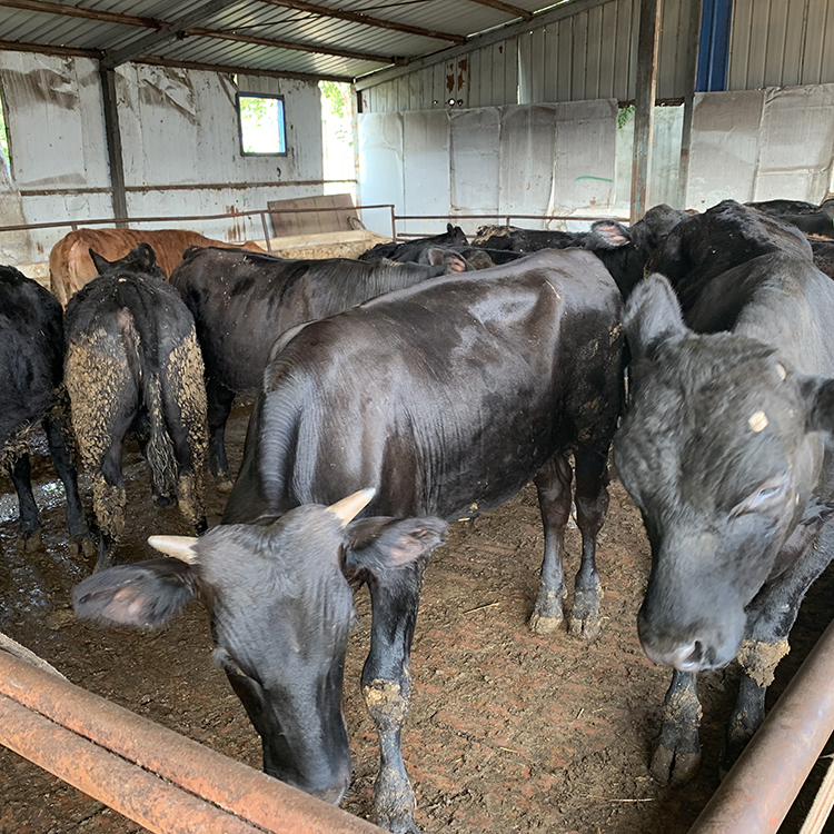 安格斯牛肉牛小牛犊 正规肉牛养殖场 安格斯牛母牛价格 鼎荣 繁殖快