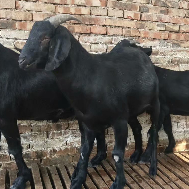 黑山羊羊苗价格 黑山羊种羊易养殖 黑山羊圈养 现代 厂家直售