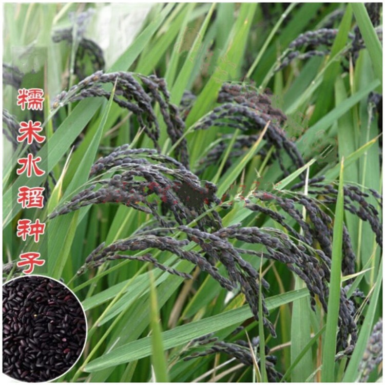 普洱黑稻谷种子正宗墨江老品种紫米种子紫黑血糯米黑米种子图片