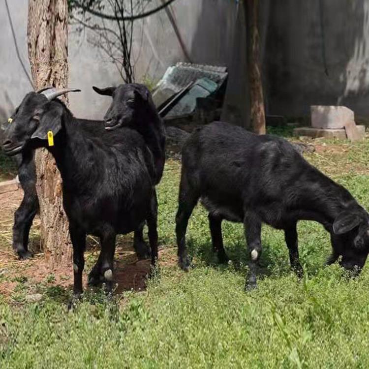 广西黑山羊 黑山羊市场价格 圈养100只羊一年的利润 提前预定