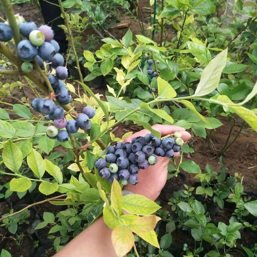 三年营养钵蓝莓树苗批发多分枝蓝莓苗 薄雾蓝莓苗价格 苔藓蓝莓苗量大优惠图片