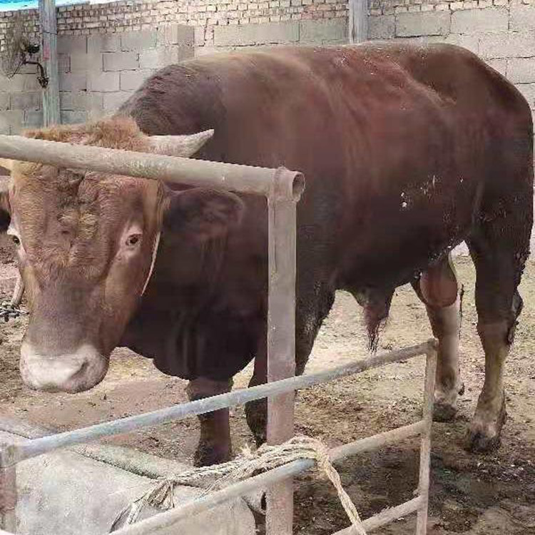 肉牛养殖场出售 利木赞牛300斤价格 肉牛养殖技术 鼎荣 批发供应