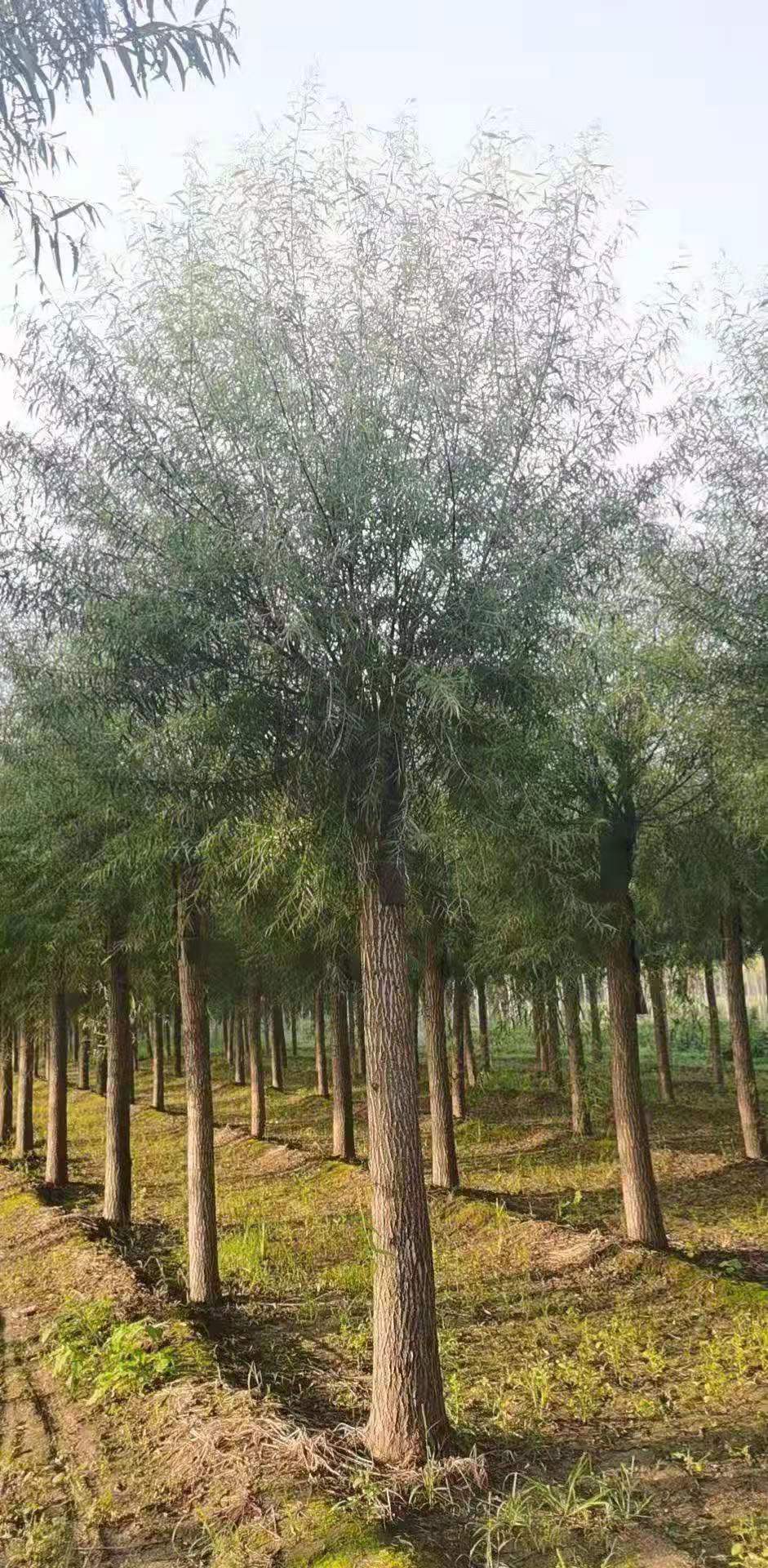18公分馒头柳厂家 青皮垂柳12公分柳树基地直销     保定大叶园林绿化公司