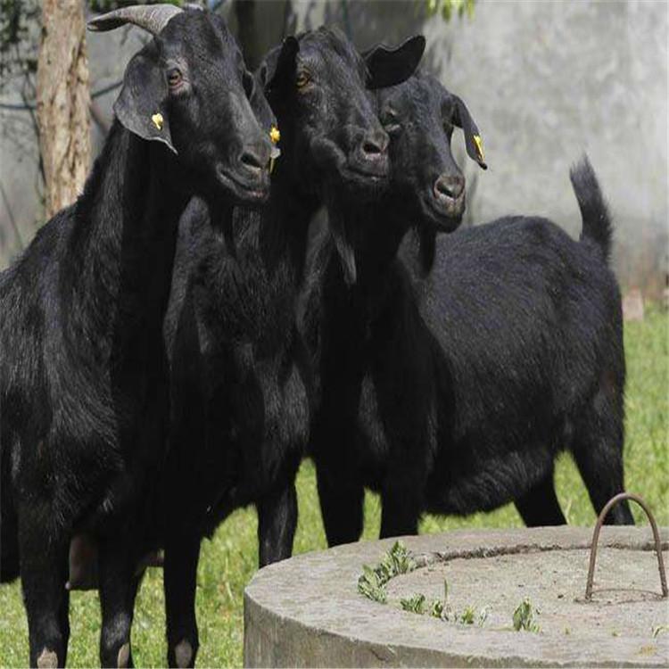 广西黑山羊 市场黑山羊价格表 2021年黑山羊行情 适应性广