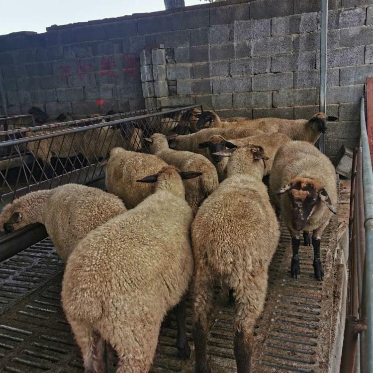 萨福克黑珍珠羊 萨福克羊羔一只价格 通凯 萨福克羊批发厂家图片