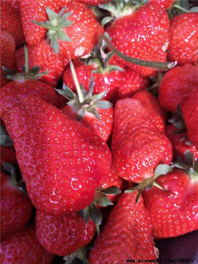 白雪公主草莓苗淡雪草莓苗大棚种植冷藏车发货